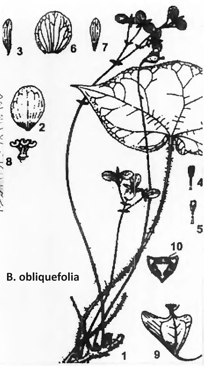 B. obliquifolia